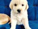 Baby face dişi golden yavrularımız