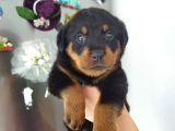 Koca Kafa İri Cüsseli Rotweiler Yavruları