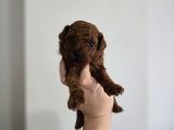 Teacup Anne Yanından Redbrown Yavrular
