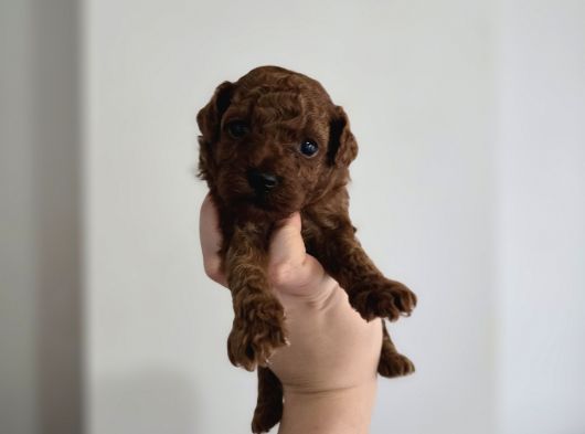 Teacup Anne Yanından Redbrown Yavrular görsel