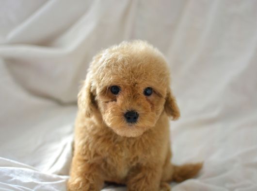 Mi̇ni̇ Mi̇ni̇ Malti̇poo Bebekler