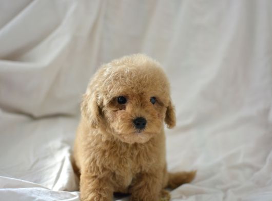 Mi̇ni̇ Mi̇ni̇ Malti̇poo Bebekler görsel