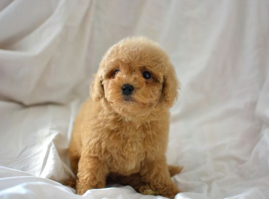 Mi̇ni̇ Mi̇ni̇ Malti̇poo Bebekler görsel