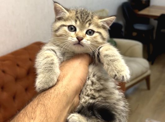 A Kali̇te Bri̇ti̇sh Shorthai̇r Golden Tabby