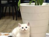 Bebek Surat Bri̇ti̇sh Shorthai̇r Yavrum