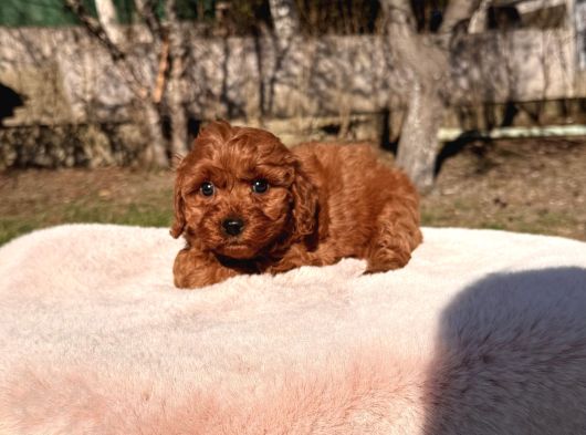 Red Brown Maltipoo Yavru görsel