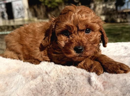 Red brown maltipoo yavru