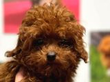 Kıvırcık Çikolata Renkli Red Toy Poodle Yavrumuz