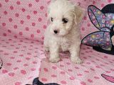 Maltese Terier Yavrularimiz
