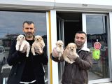 KALİTE ARAYANLARA  MALTİPO YAVRULAR  ANKARA MAĞAZAMIZDA
