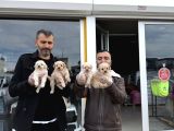 Kali̇te Arayanlara  Malti̇po Yavrular  Ankara Mağazamizda