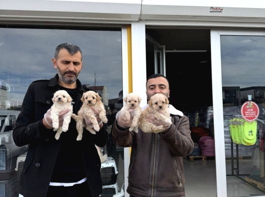 Kali̇te Arayanlara  Malti̇po Yavrular  Ankara Mağazamizda görsel