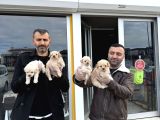 Kali̇te Arayanlara  Malti̇po Yavrular  Ankara Mağazamizda