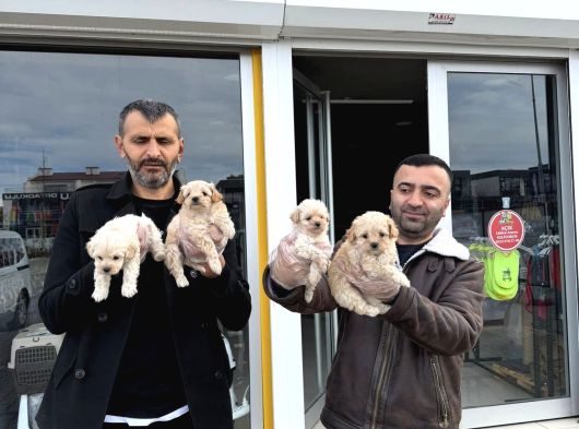 Kali̇te Arayanlara  Malti̇po Yavrular  Ankara Mağazamizda görsel