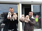 Kali̇te Arayanlara  Malti̇po Yavrular  Ankara Mağazamizda