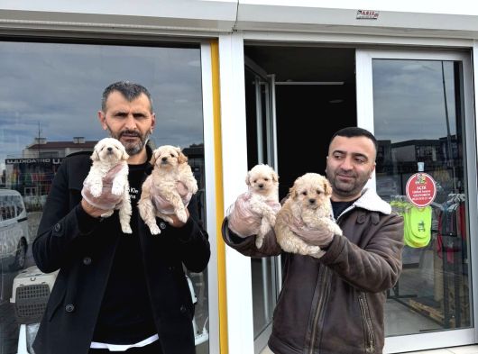 Kali̇te Arayanlara  Malti̇po Yavrular  Ankara Mağazamizda görsel