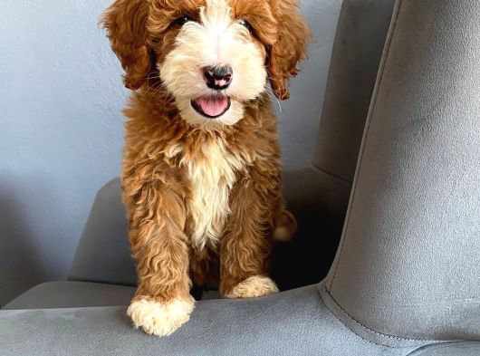 Özel Irk Labradoodle Party Colour Boy Boy görsel