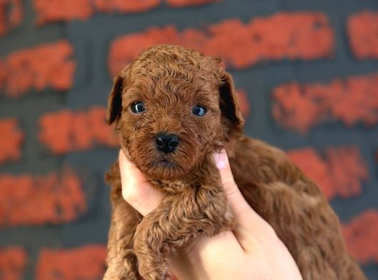 Peluş Görünüm A Kalite Toy Poodle görsel