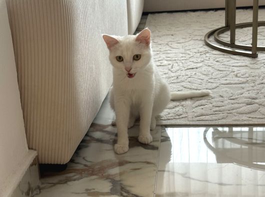 Kehribar Gözlü Safkan Van Kedisi görsel