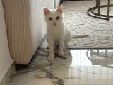 Kehribar Gözlü Safkan Van Kedisi