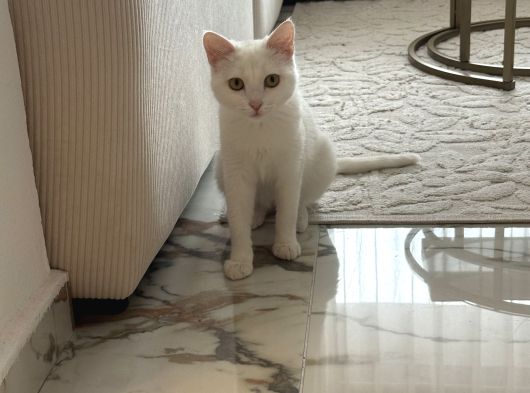 Kehribar Gözlü Safkan Van Kedisi görsel