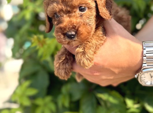 Sevgi Dolu Toy Poodle Yavrularım görsel