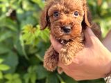 Sevgi Dolu Toy Poodle Yavrularım
