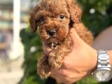Sevgi Dolu Toy Poodle Yavrularım