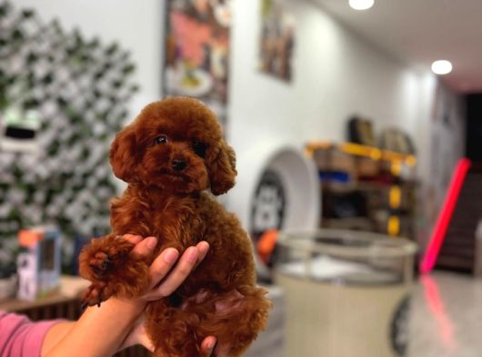 0 Boy Kore Maltipoo Bebeklerim görsel
