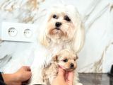 0 Boy Kore Maltipoo Bebeklerim