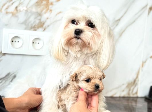 0 Boy Kore Maltipoo Bebeklerim görsel