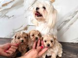 0 Boy Kore Maltipoo Bebeklerim