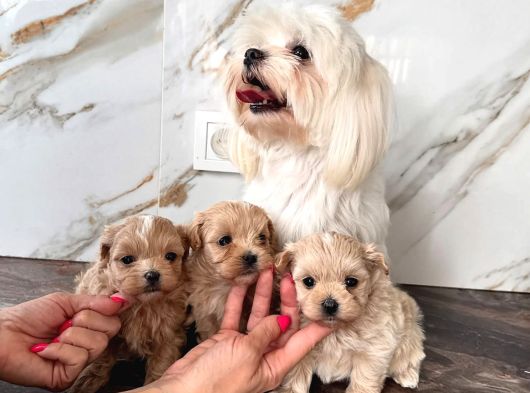 0 Boy Kore Maltipoo Bebeklerim görsel