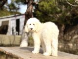 Goldendoodle Yavrular