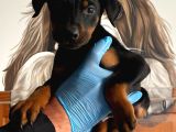A Class Doberman Yavrular