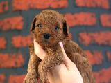 Peluş Görünüm A Kalite Toy Poodle