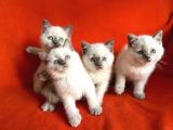 Harika Saf Kan Blue Poi̇nt Bri̇ti̇sh Shorthai̇r Bebekler