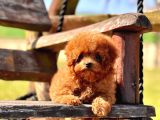 Orjınal Tea Cup Poodle Yavrularımız