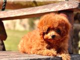 Orjınal Tea Cup Poodle Yavrularımız