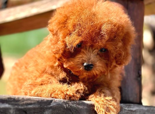 Orjınal Tea Cup Poodle Yavrularımız görsel