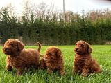 Kurabiye Tadında Poodle Bebeklerimiz