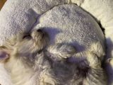 2 Aylik Malti̇poo Bebeği̇mi̇z İstanbul