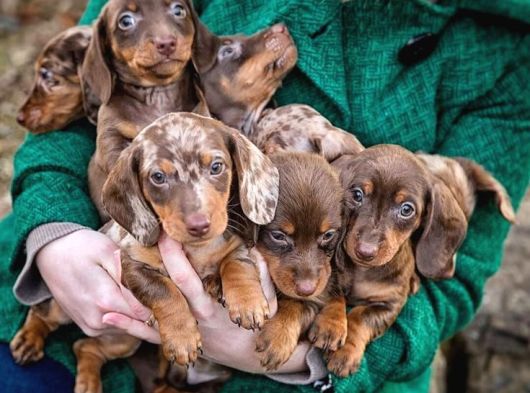 Başka Yerde Olmayan Long Hair Dachund Yavrular