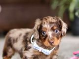 Longhair Dachund Yavrular Yeni Yuvalarına Hazır