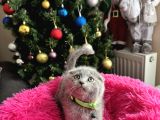 Scottish Fold Yavru