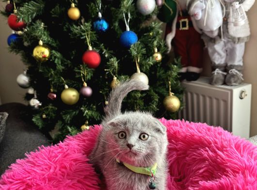 Scottish Fold Yavru görsel