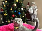 Scottish fold yavru