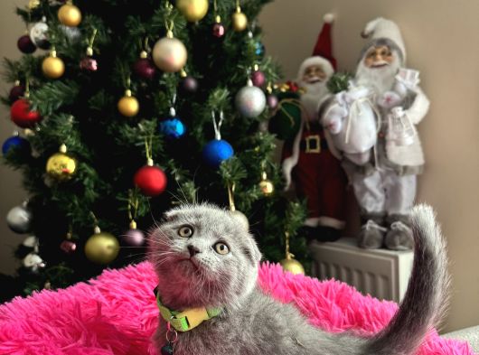 Scottish Fold Yavru