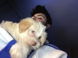 2 Aylik Malti̇poo Bebeği̇mi̇z İstanbul