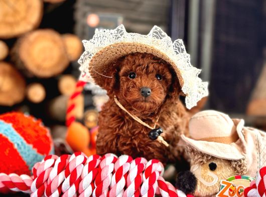 El Pezooo Sevimli Poodle Sizlerle